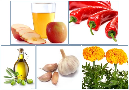 Bài thuốc chữa khỏi viêm tắc tĩnh mạch chân bằng những thực phẩm sẵn có tại nhà