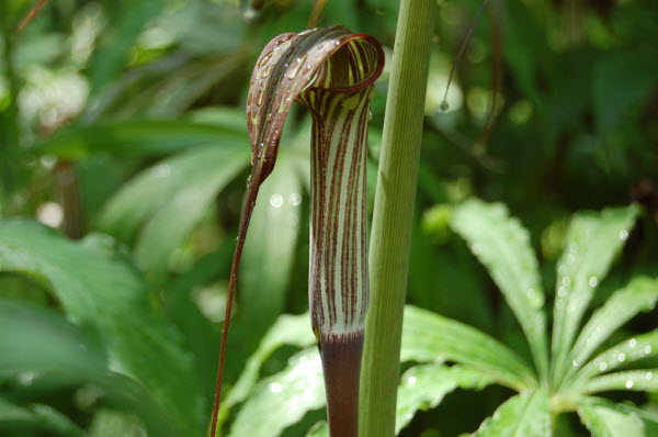 Mẹo hay đơn giản chống chuột mà bạn không ngờ tới